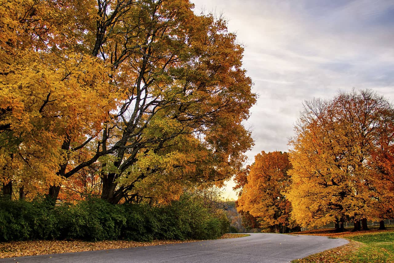 A road cueves around trees that has beautiful fall leaves.