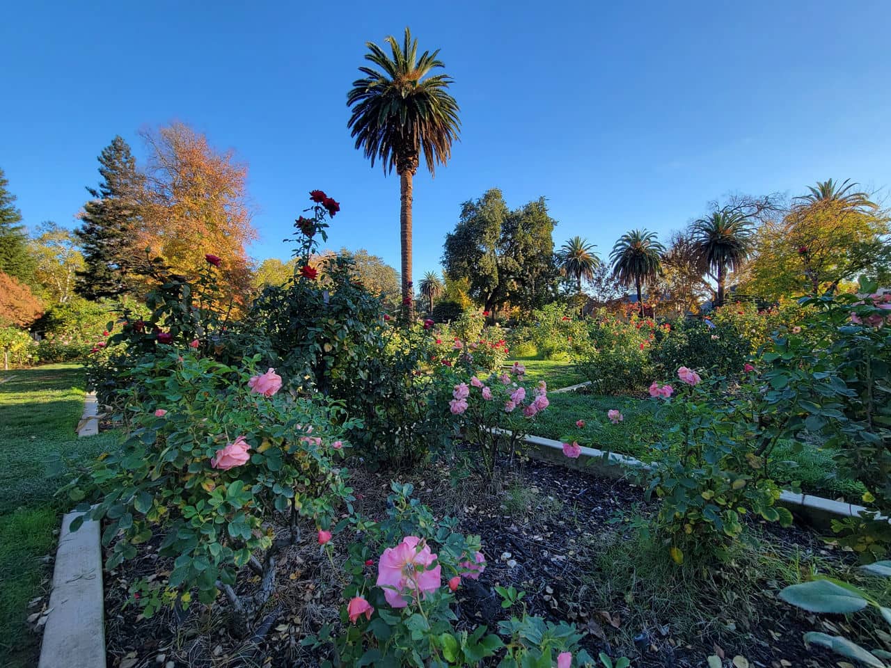 Pink roses blooming in a garden with tall palm trees in East Sacramento, California, on a sunny autumn day.