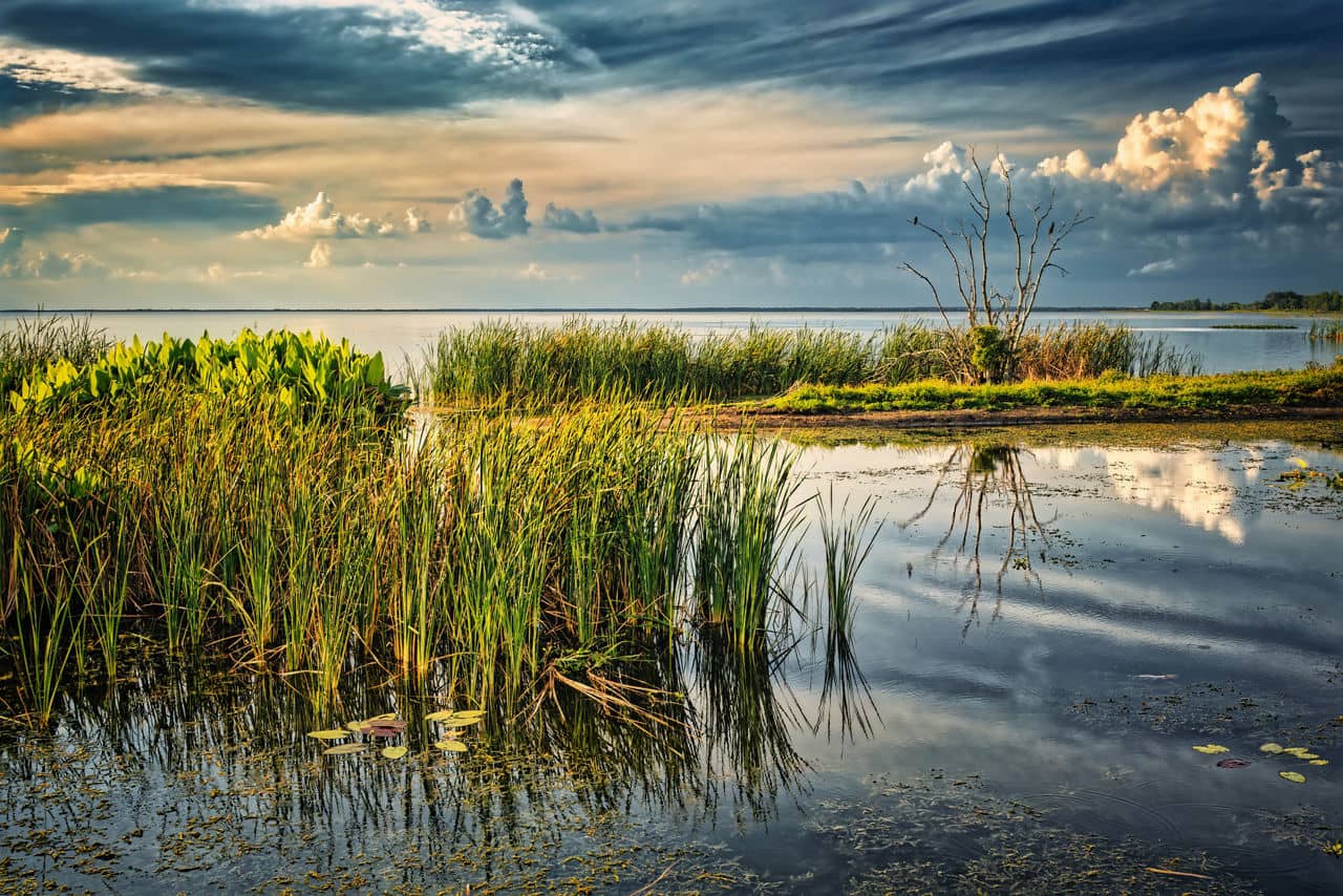Wetlands in Apopka, Florida, with tall marsh grasses reflected in calm water under a dramatic evening sky.