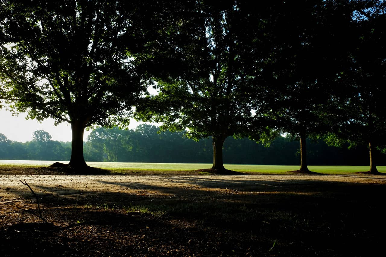 Mighty oak trees line a park road as early morning sunbeams stream through the canopy at Lake Benson Park, Garner, North Carolina.