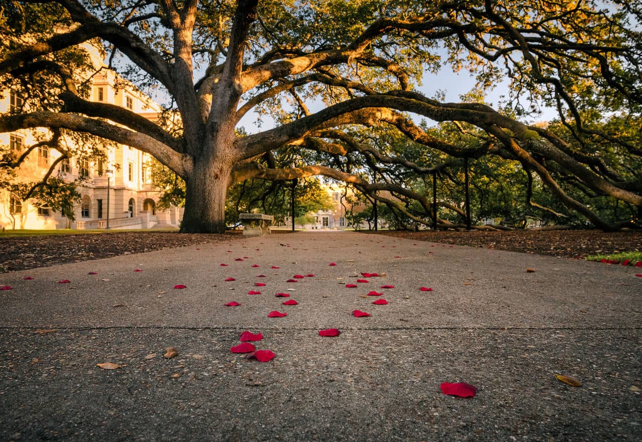 A wide tree with sprawling branches stands over a path, sprinkled with red rose petals, in Bryan, Texas.