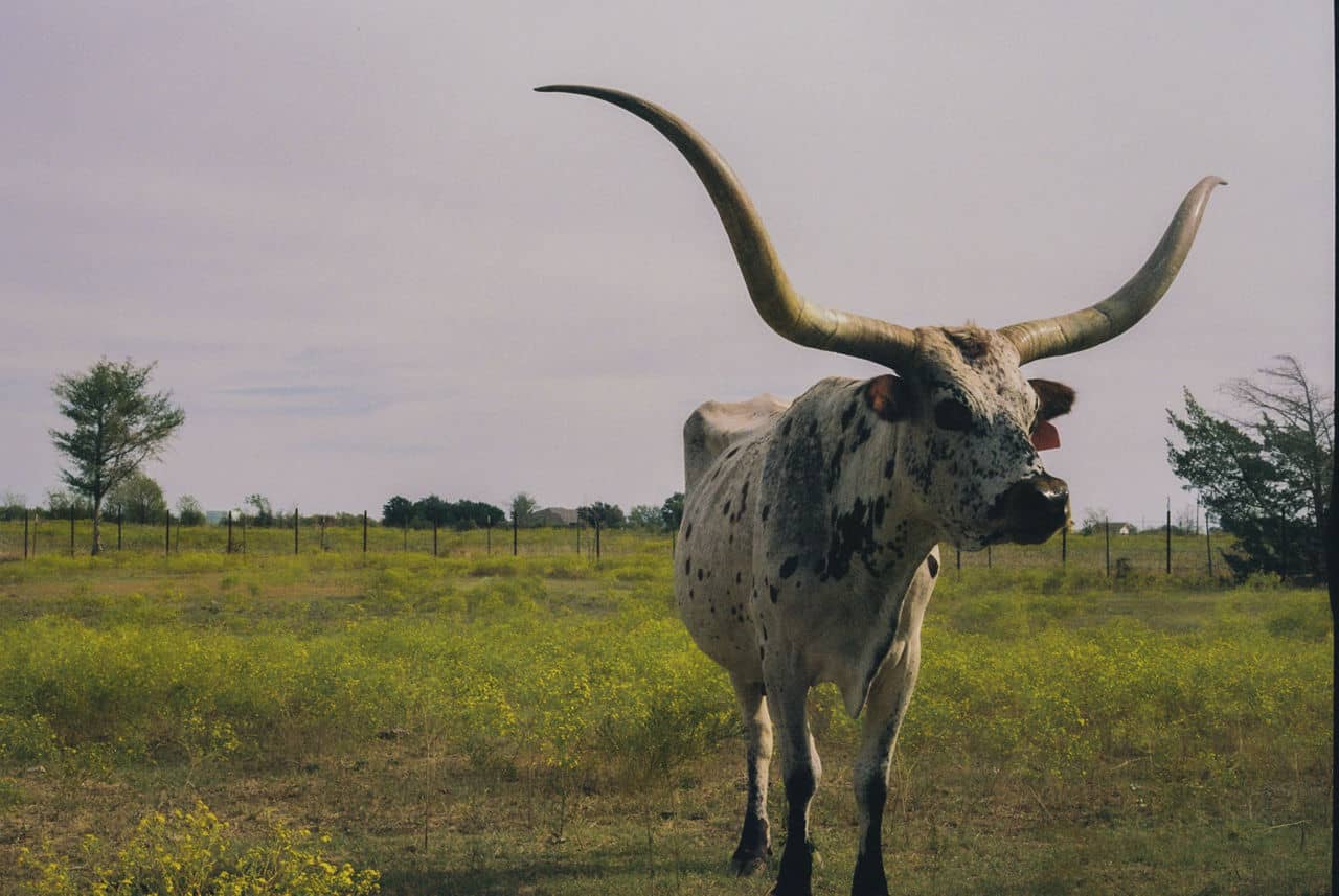 A longhorn cattle stands in a field of yellow flowers in the Prosper/Celina area, Texas, under a cloudy sky.